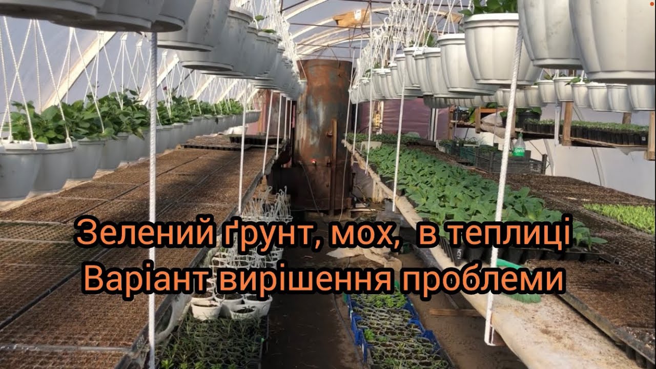 Мох, водорості в теплиці, як можна покращити ситуацію 
