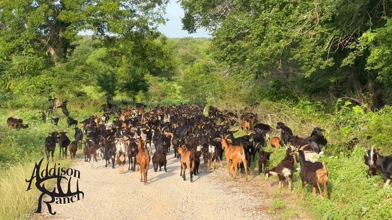 GOATS AND SHEEP MEET 