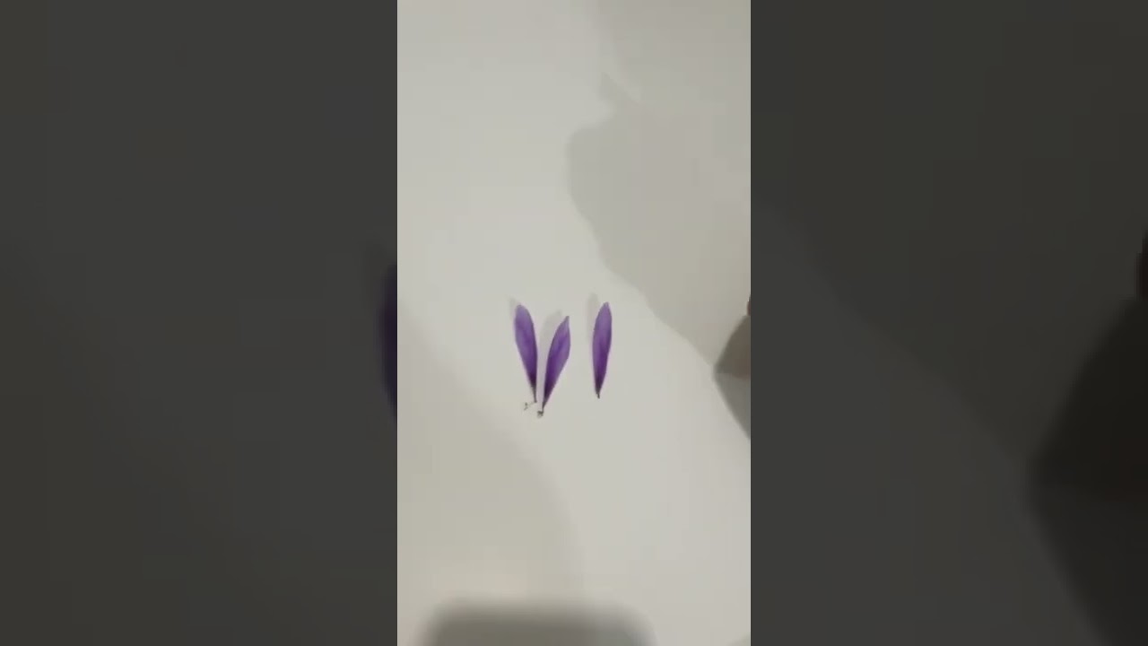 Growing saffron indoors in Canada