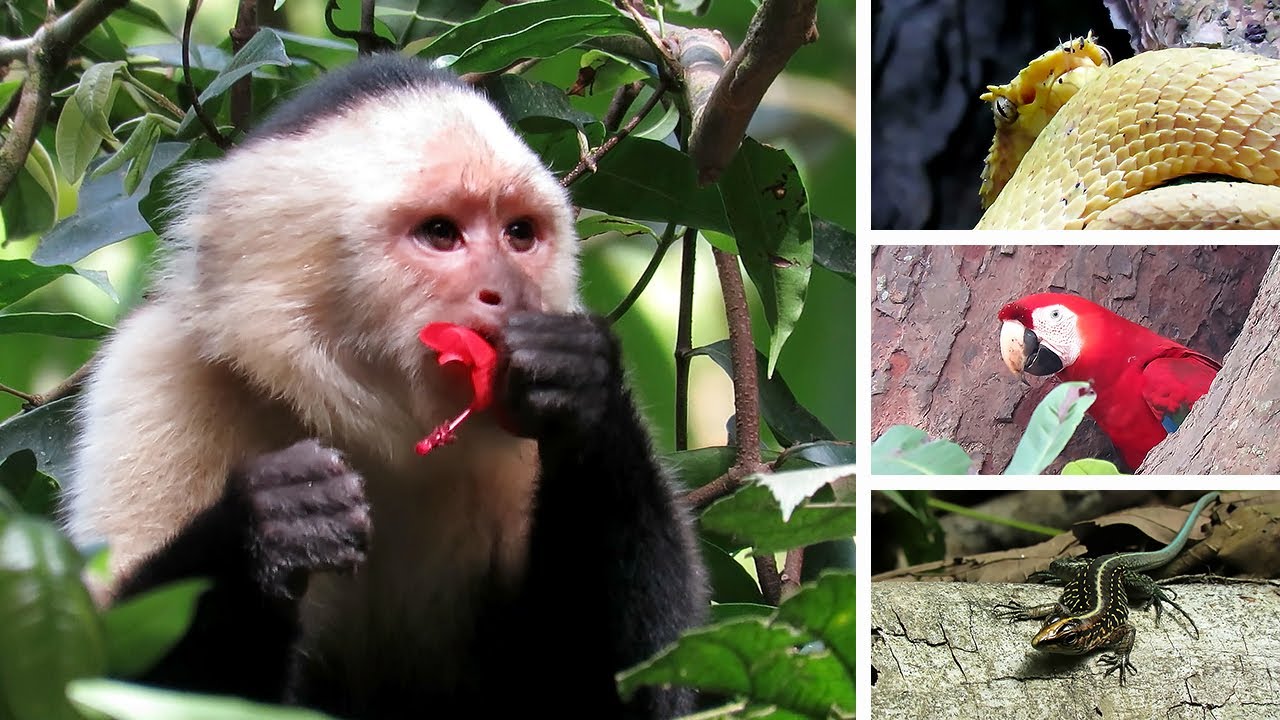 Wildlife of Costa Rica: 63 Animals of Central America
