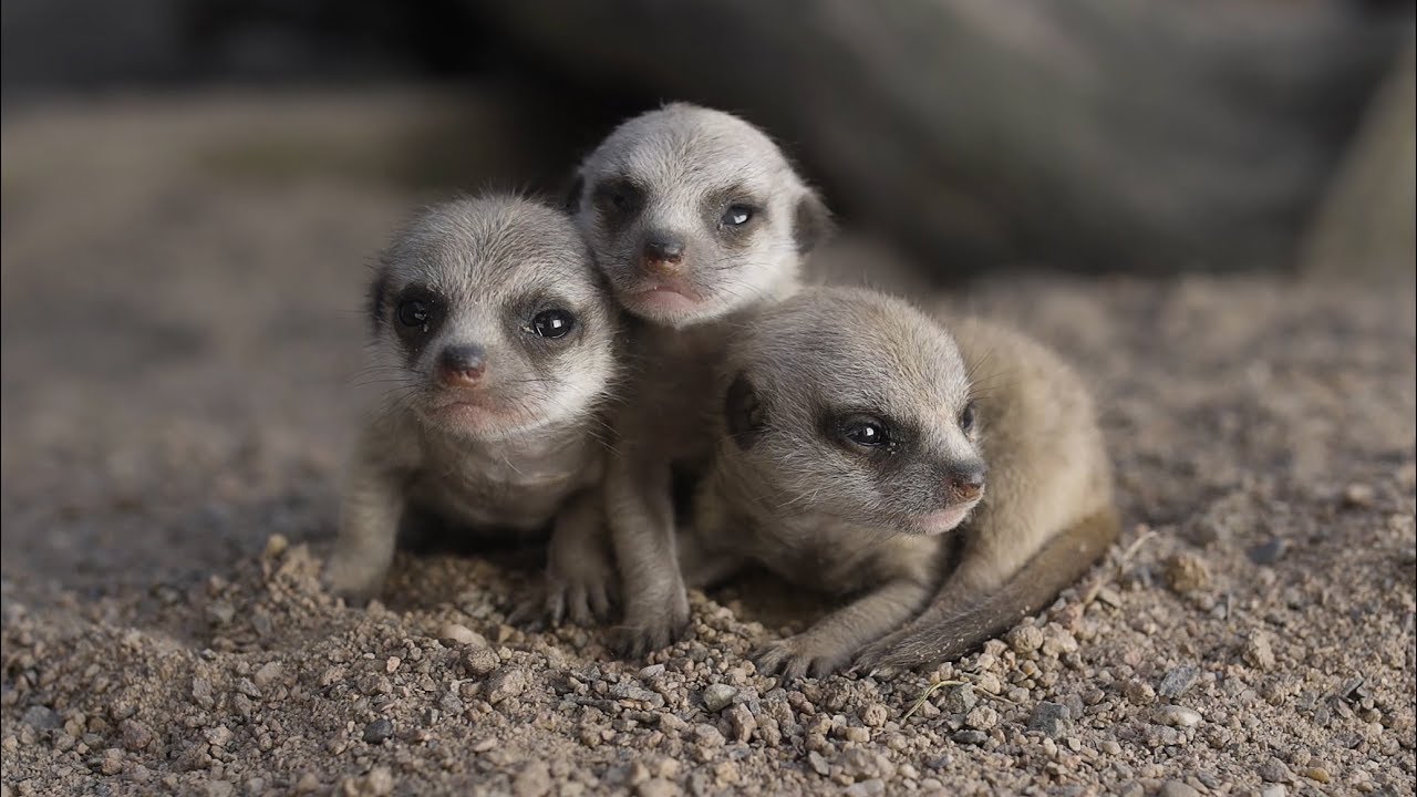 Meerkat babies take first steps