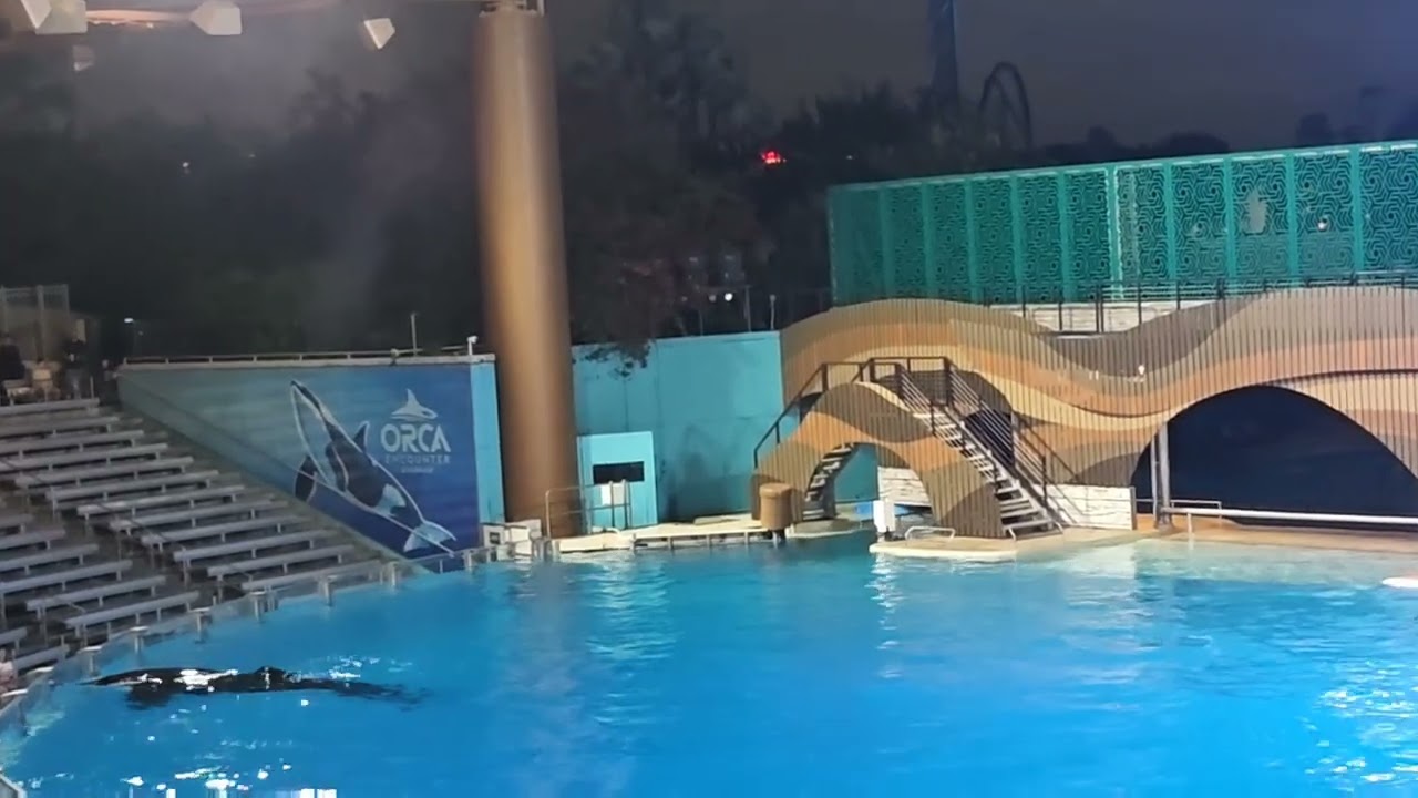 Orca encounter