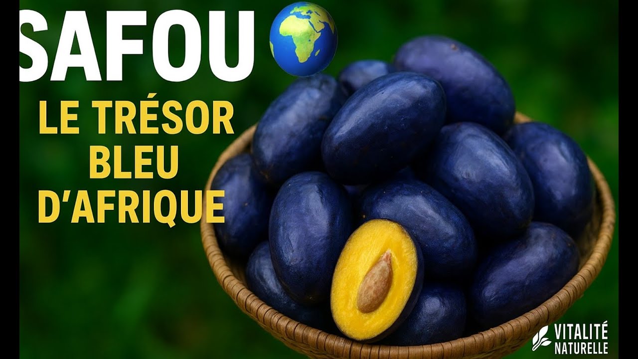 Le Safou : Le Tr&eacute;sor Bleu d'Afrique #Safou #PruneAfricaine #Vitalit&eacute;Naturelle #Sant&eacute;Naturelle