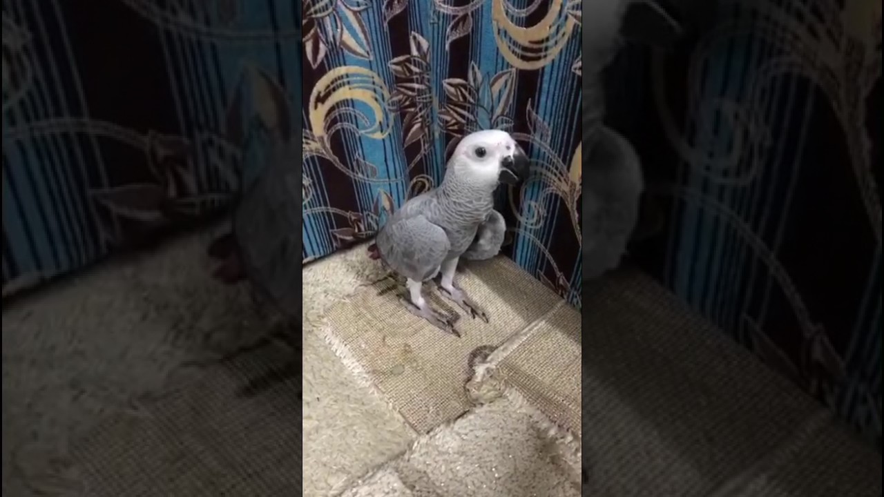ترويض الببغاء