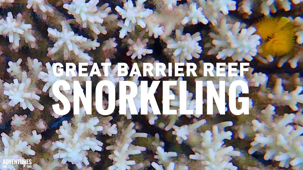 Snorkeling in the Great Barrier Reef Australia in 4K