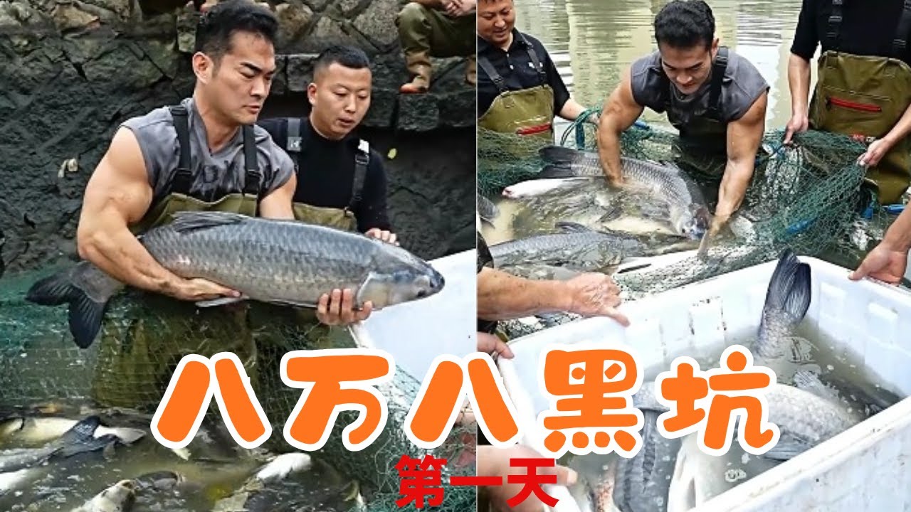 花8萬8包下的大黑坑，李維剛在裡麵包一網看看能上多少魚… #戶外 #魚塘 #抓魚 #甲魚 #fishing