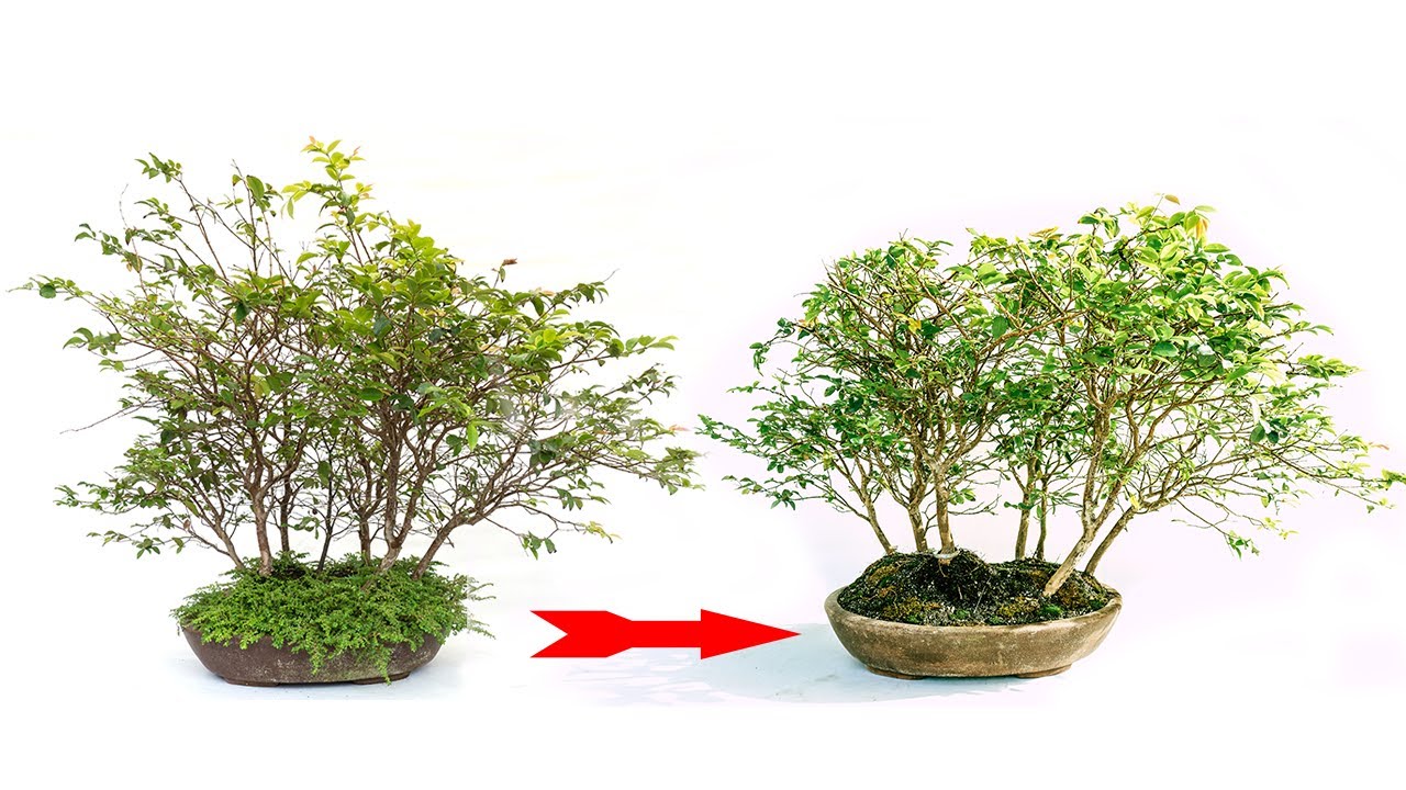Bosque de Jaboticabas - Actualizacion - 3 años