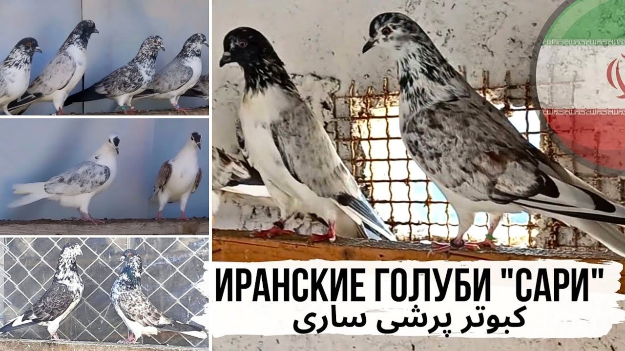 ⭐️ Линия 