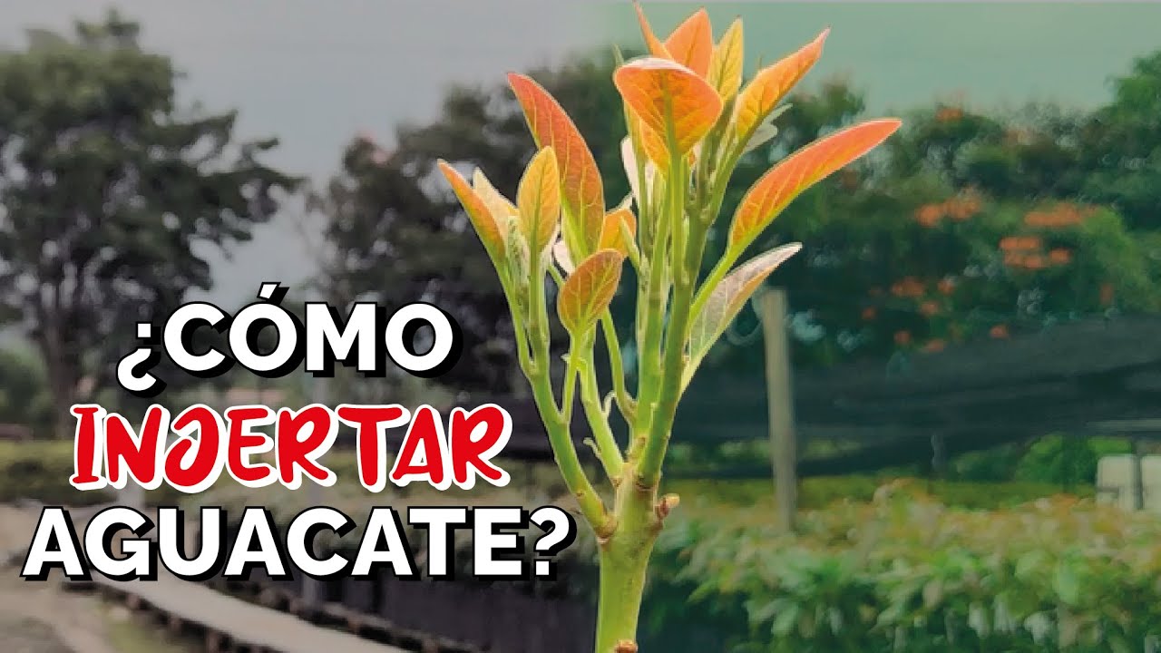 ¿Cómo INJERTAR aguacate?  - CLAVES para el éxito🌳 ✅- injerto tipo INGLES