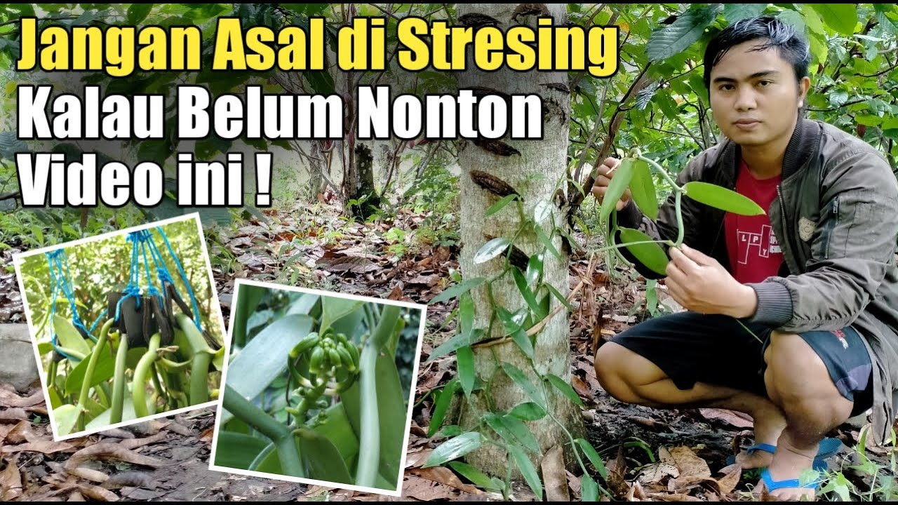CARA SUKSES STRESING VANILI DENGAN SISTEM GANTUNG AGAR VANILI BERBUAH LEBAT DAN TETAP SEHAT❗
