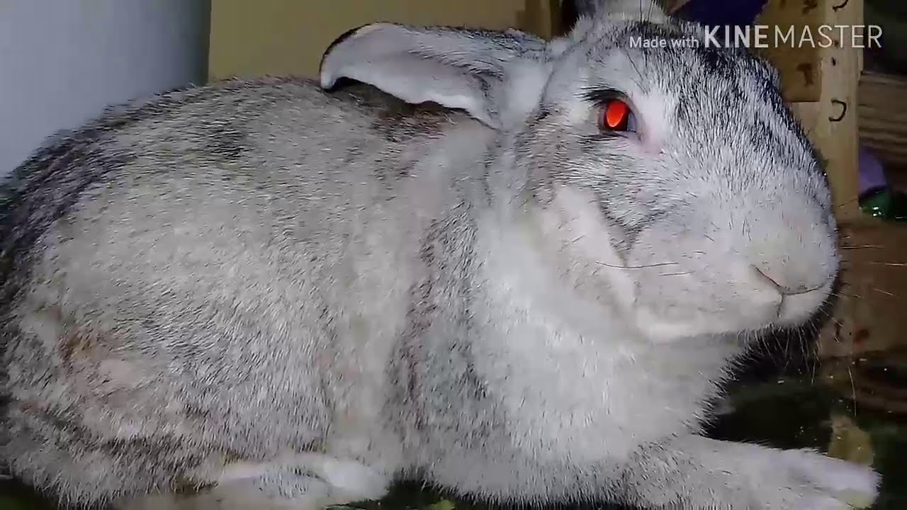 وزن عددخلفه لحم يبقى ارنب شنشلا فى ارانب الاحلال