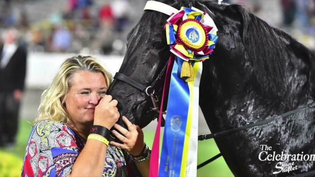 Meet the Tennessee Walking Horse
