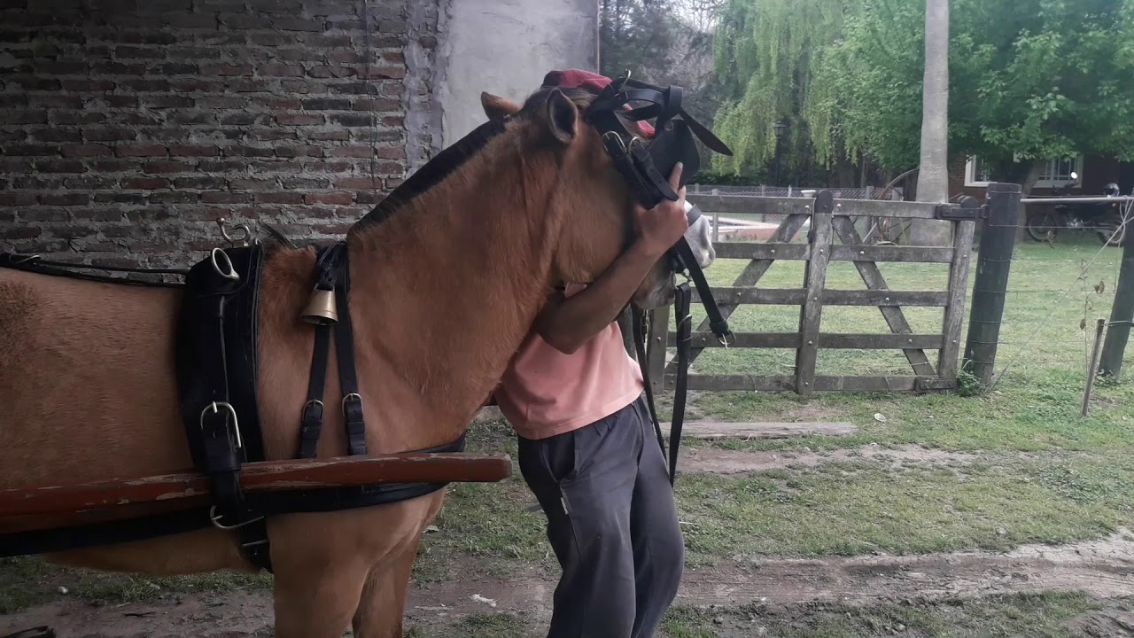 VENDIDA petisa de pecho y de andar garantida Mas sulky $100 mil