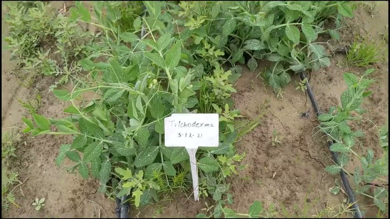 Experiment with Waste Decomposer, Trichoderma, Pseudomonas, and Others! Organic Farming