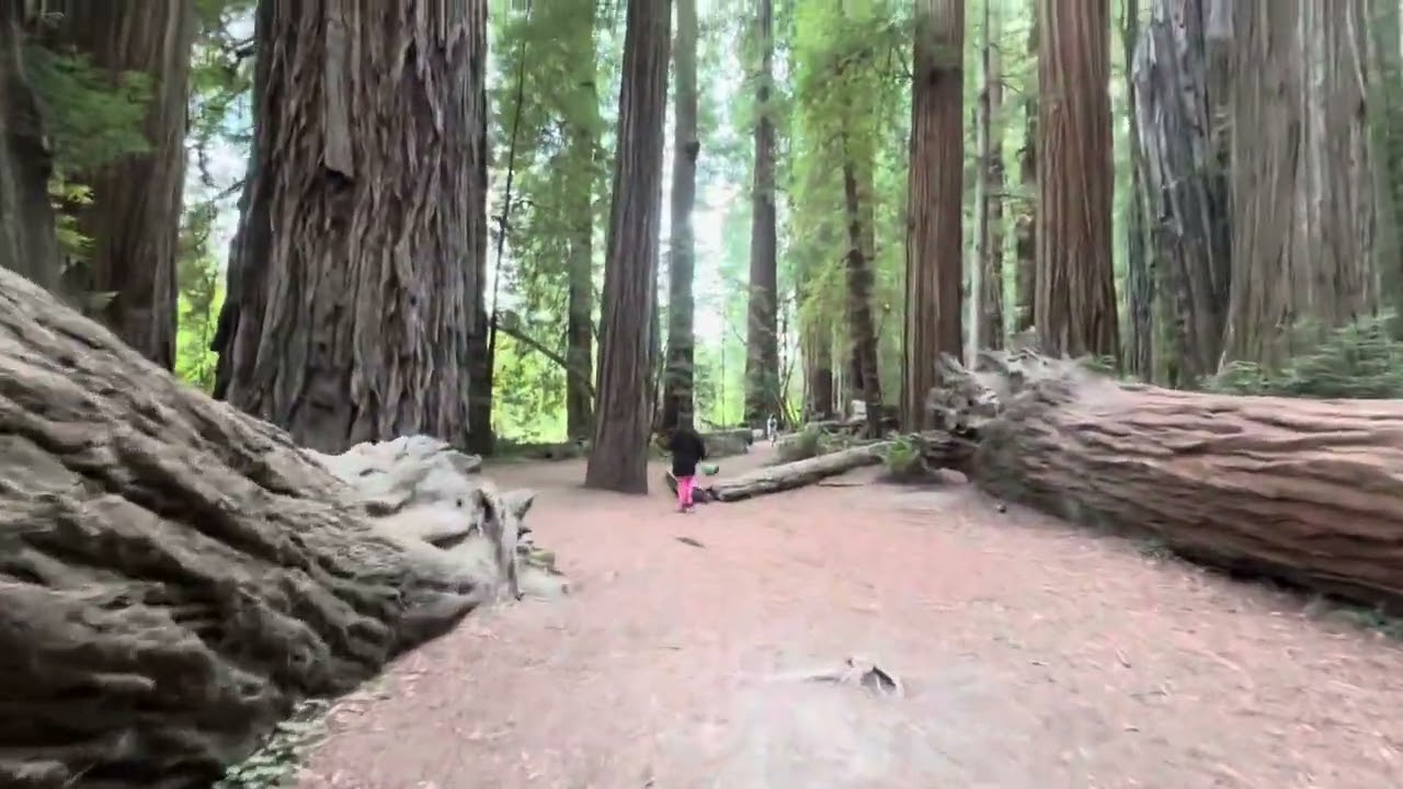 Walk the Stout Memorial Grove Trail