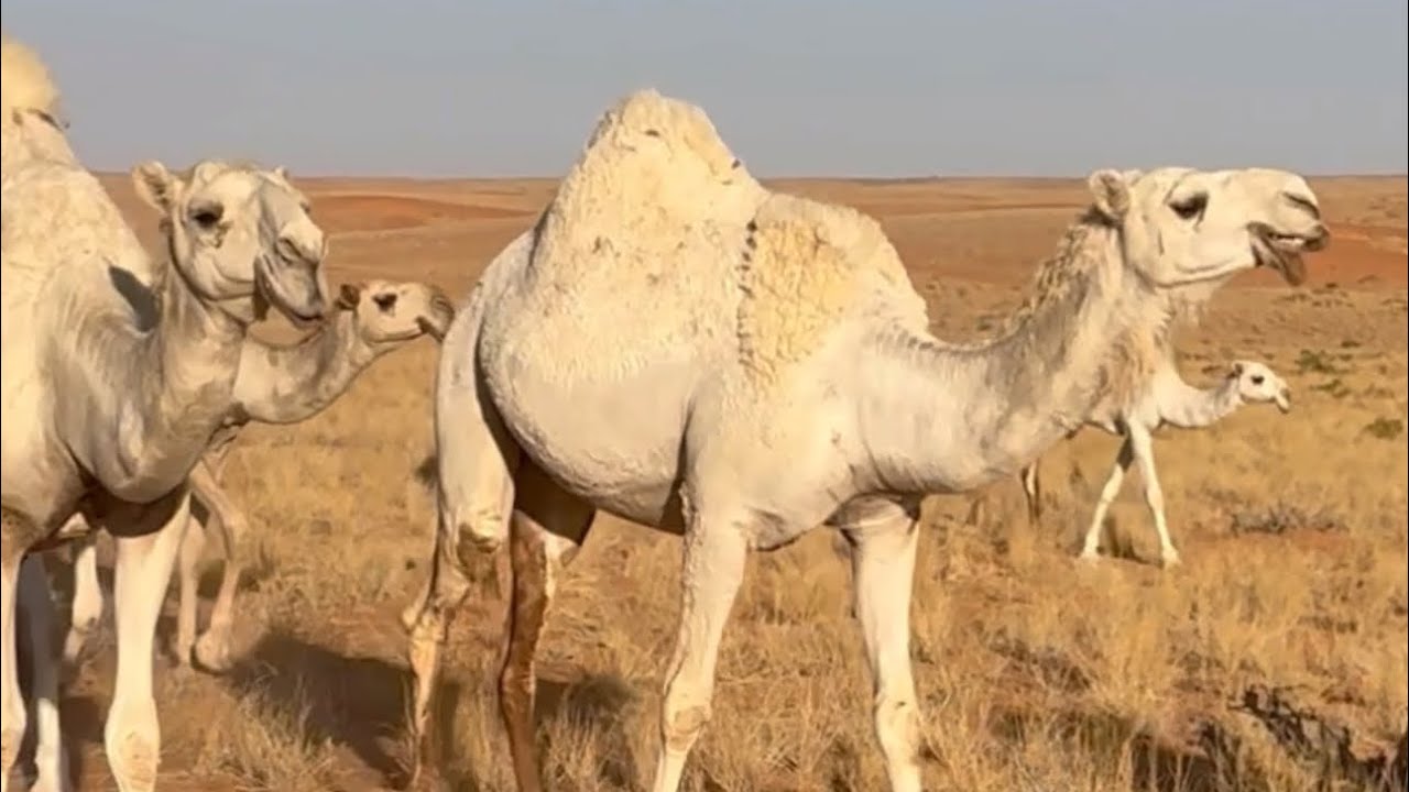 ابل ابناء جزا بن عنين القرفي البقمي في محمية الامام تركي بن عبدالله تصوير العفراني البقمي 