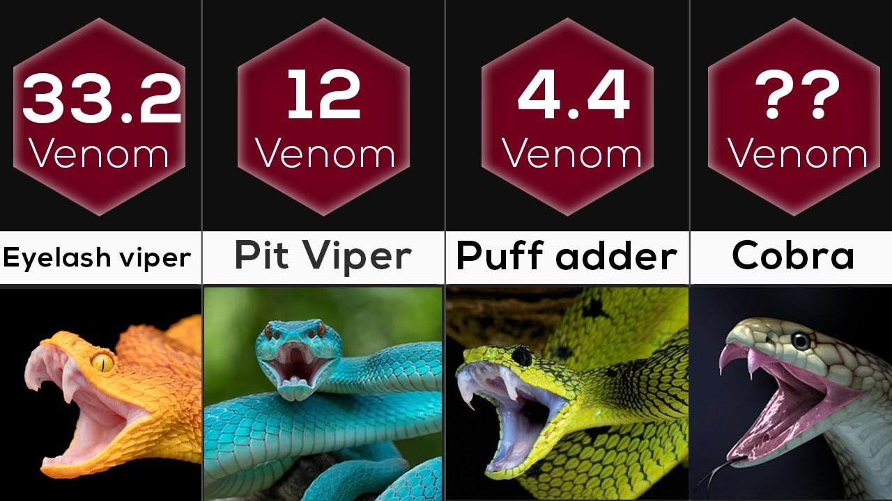 Deadliest Snakes Comparison | The Most Venomous Snakes In The World