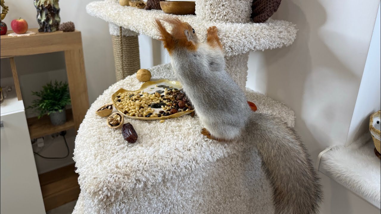 Wild Squirrel Adventures in My House🐿️🌱🫶🏻