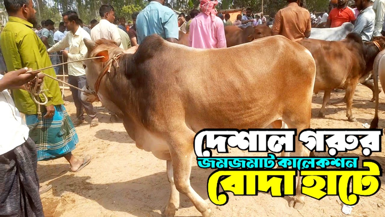 March 4, 2026 || বোদা হাটে দেশাল গরুর জমজমাট কালেকশন | cowmarket
