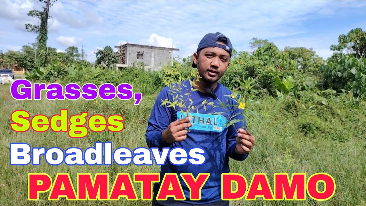 PAMATAY DAMO SA MAIS, SAGINGAN, KALAMANSIAN , FRUIT TREES atbp | Tekweed Herbicide| Agway