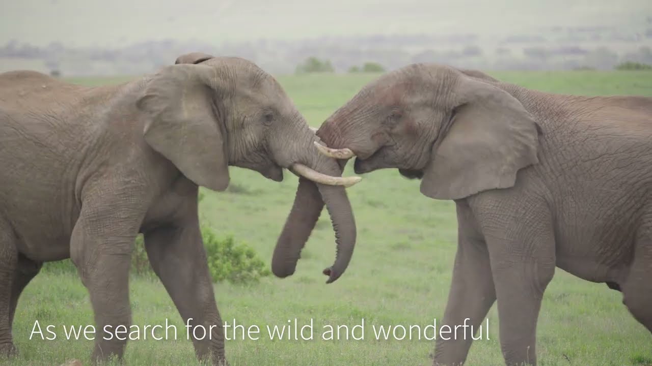 A day in the life of a Safari Guide | Kariega Game Reserve