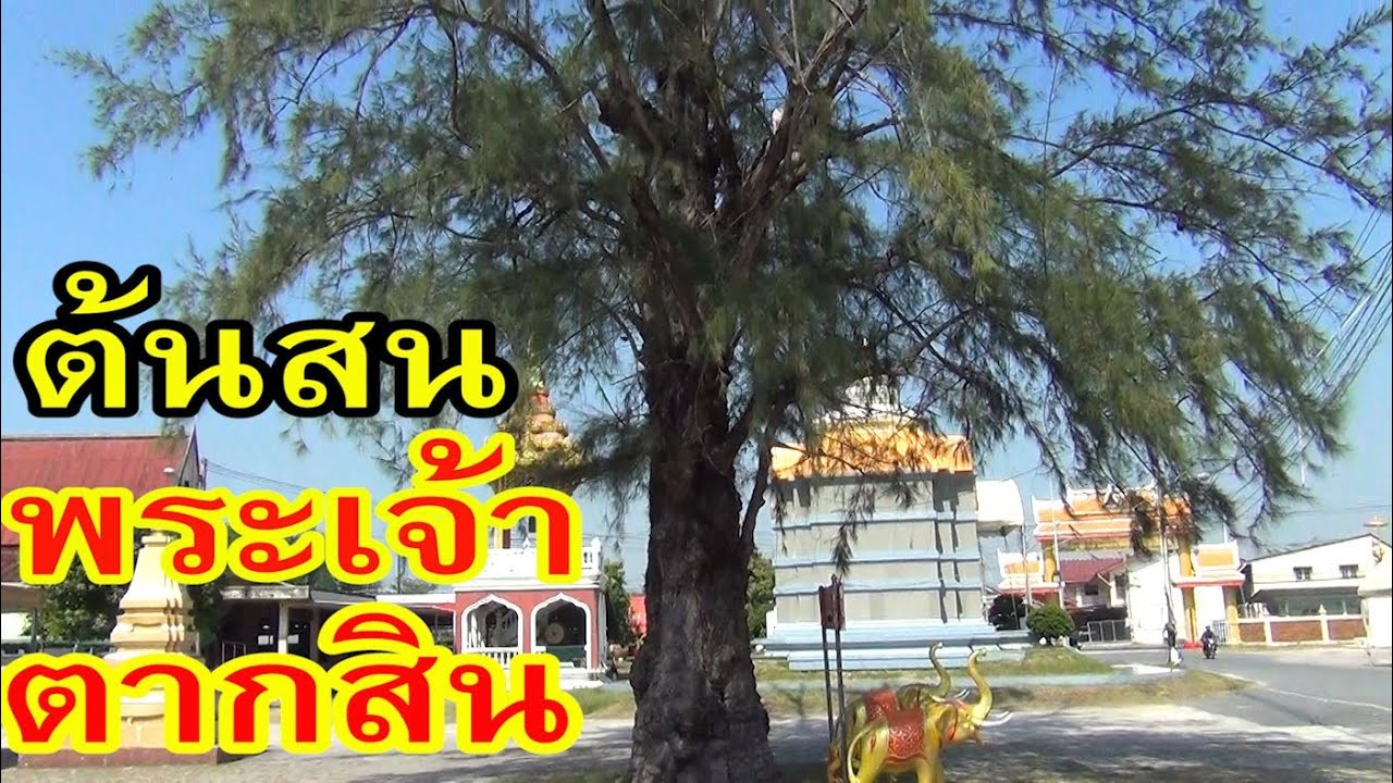วัดบางละมุง ชลบุรี ไหว้ศาลสมเด็จพระเจ้าตากสิน ต้นสนใหญ่ที่สุดในประเทศไทย King Taksin Temple Thailand