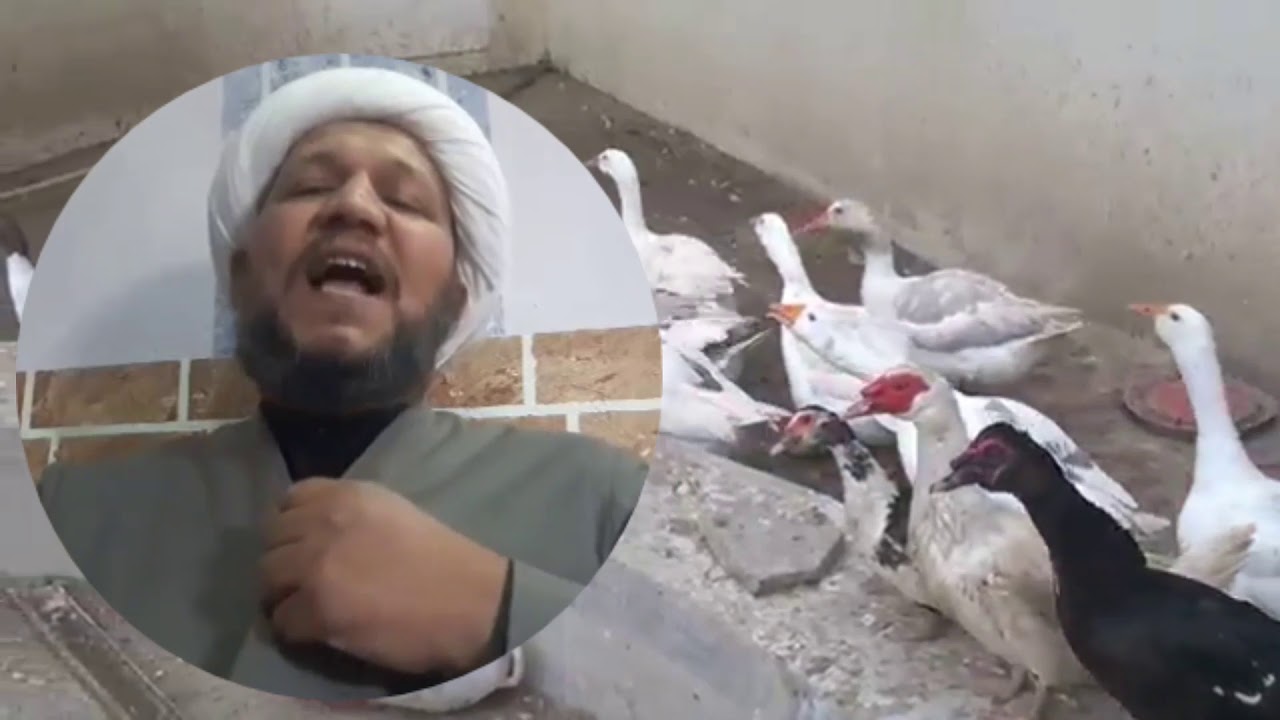 بط رأس السنة الميلادية  

ما قصة ذبح فحل البط في ليلة رأس السنة الميلادية ودفن رأسه في باب الدار  ؟