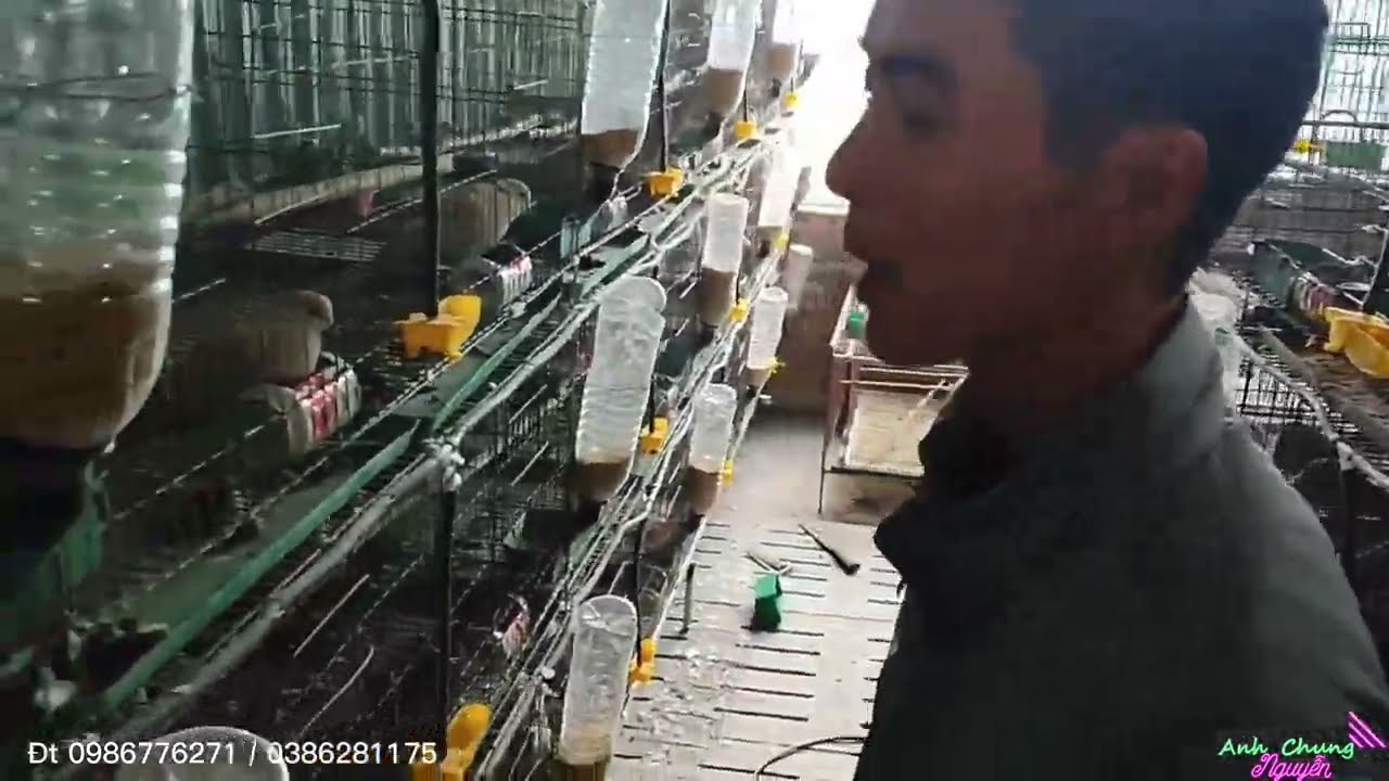 MÔ HÌNH NUÔI CHIM CU GÁY PHÁP - HIỆU QUẢ KINH TẾ CAO