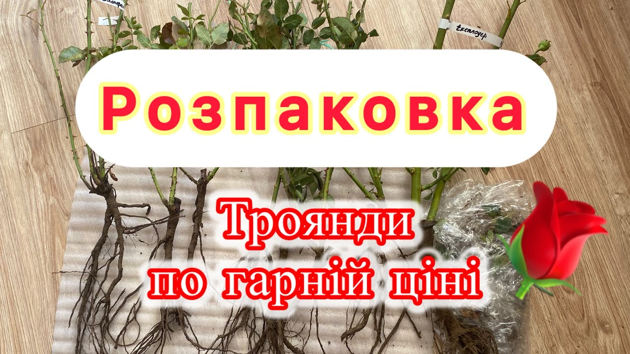 Троянди по супер ціні! Перше замовлення троянд 2025. Новий продавець, хороші враження!