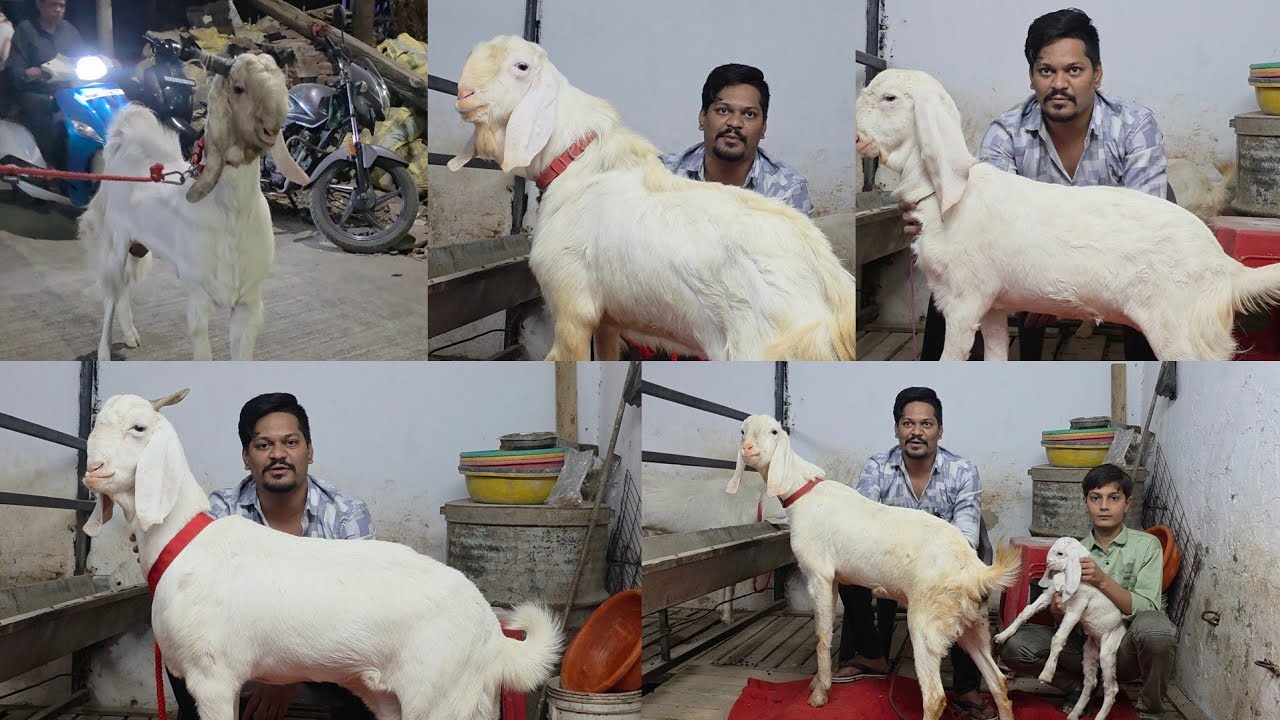 Patira Matlab Patira | High Quality Patira Low Rates At Arish Goat World Bhiwandi City.