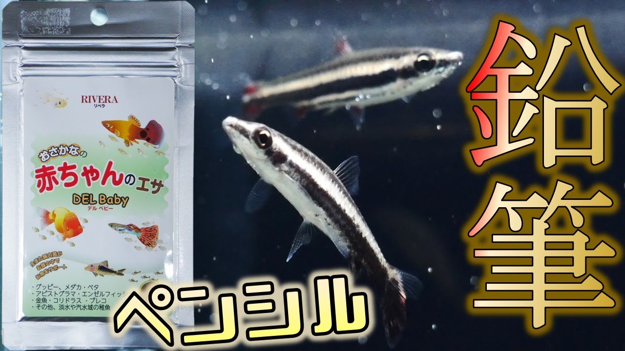 【導入】鉛筆のようなテトラじゃ。口が小さいから赤ちゃんの餌を試してみた。ペンシルフィッシュ、スリーラインペンシル、デルベビーフードフレッシュ【ふぶきテトラ】