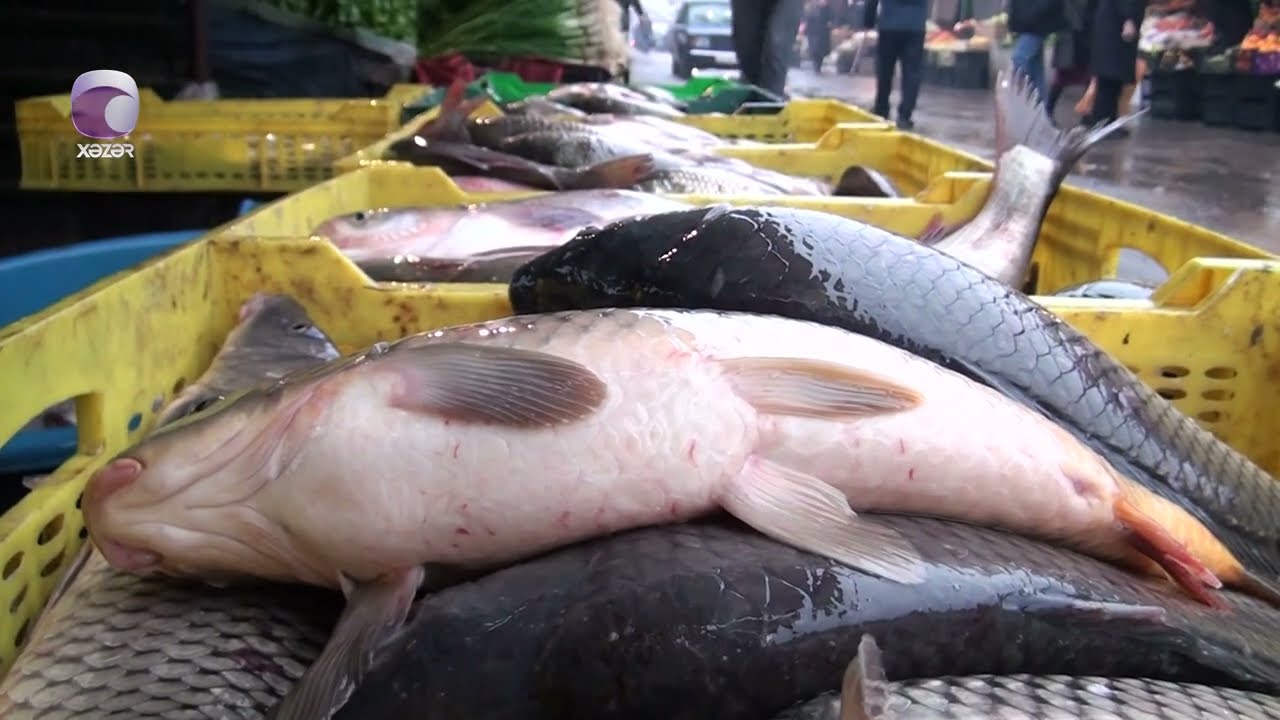 Bazarlarda yerli balıq növləri niyə görünmür?