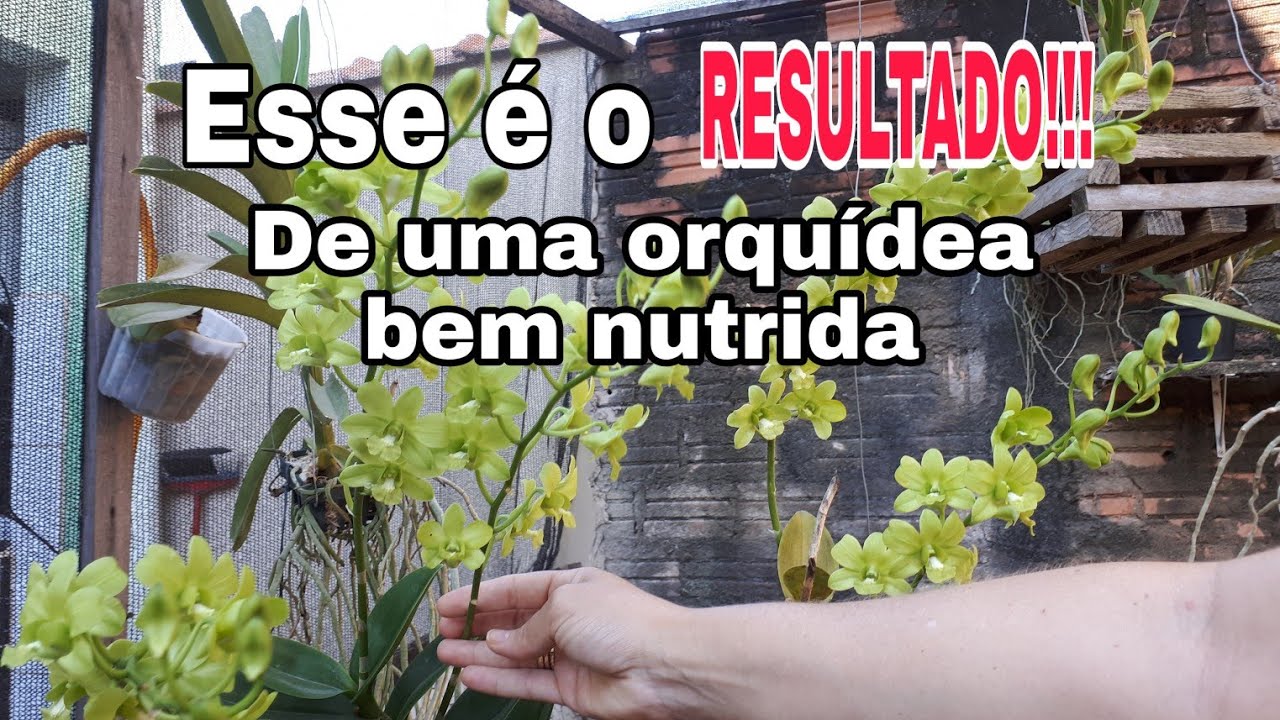 COMO FAZER SUA ORQU&Iacute;DEA DAR MUITAS FLORES... Sa&iacute;ba o qu&ecirc; n&atilde;o pode faltar