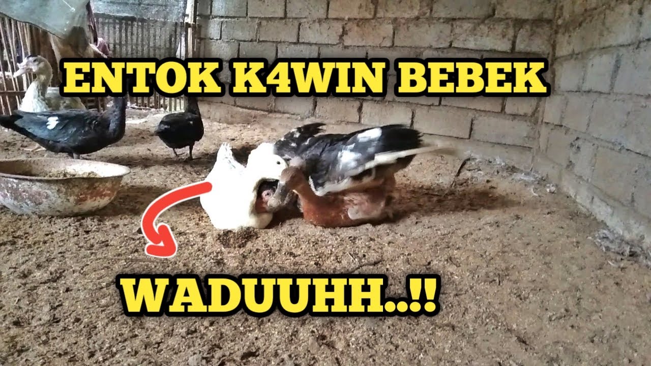 Entok Kawin Bebek Pertemuan Lucu Dan Seru Bebek Entok Kawin Bebek