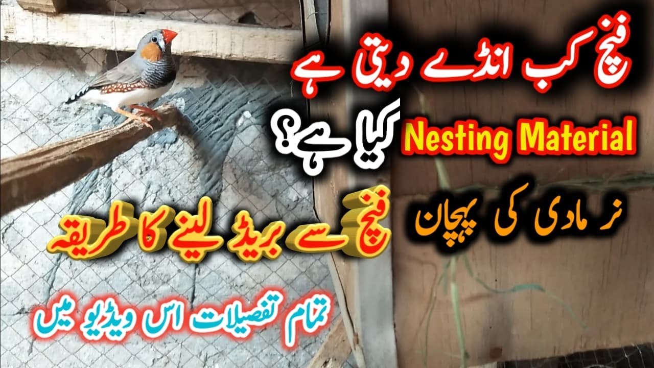 Finch breeding tips full information about zebra finch | Finch box size , nesting material in Urdu