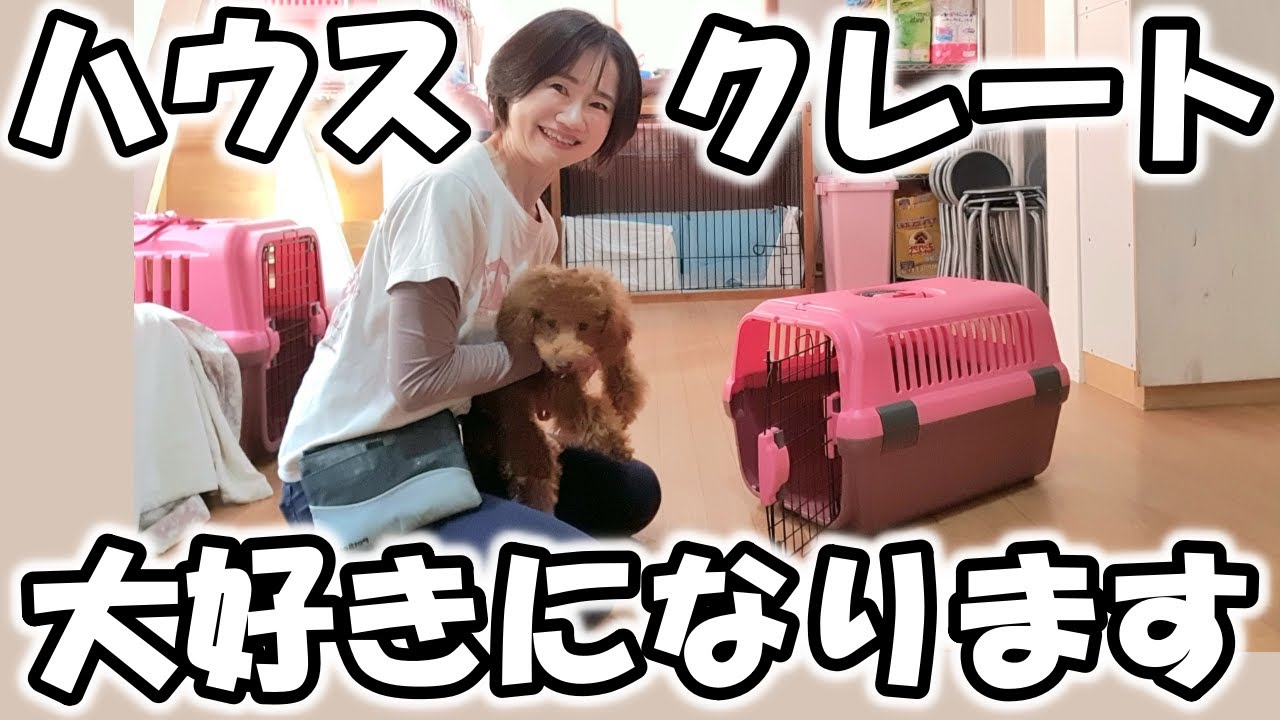 【吠え・興奮激減】ハウスが安心になる教え方｜クレートトレーニング