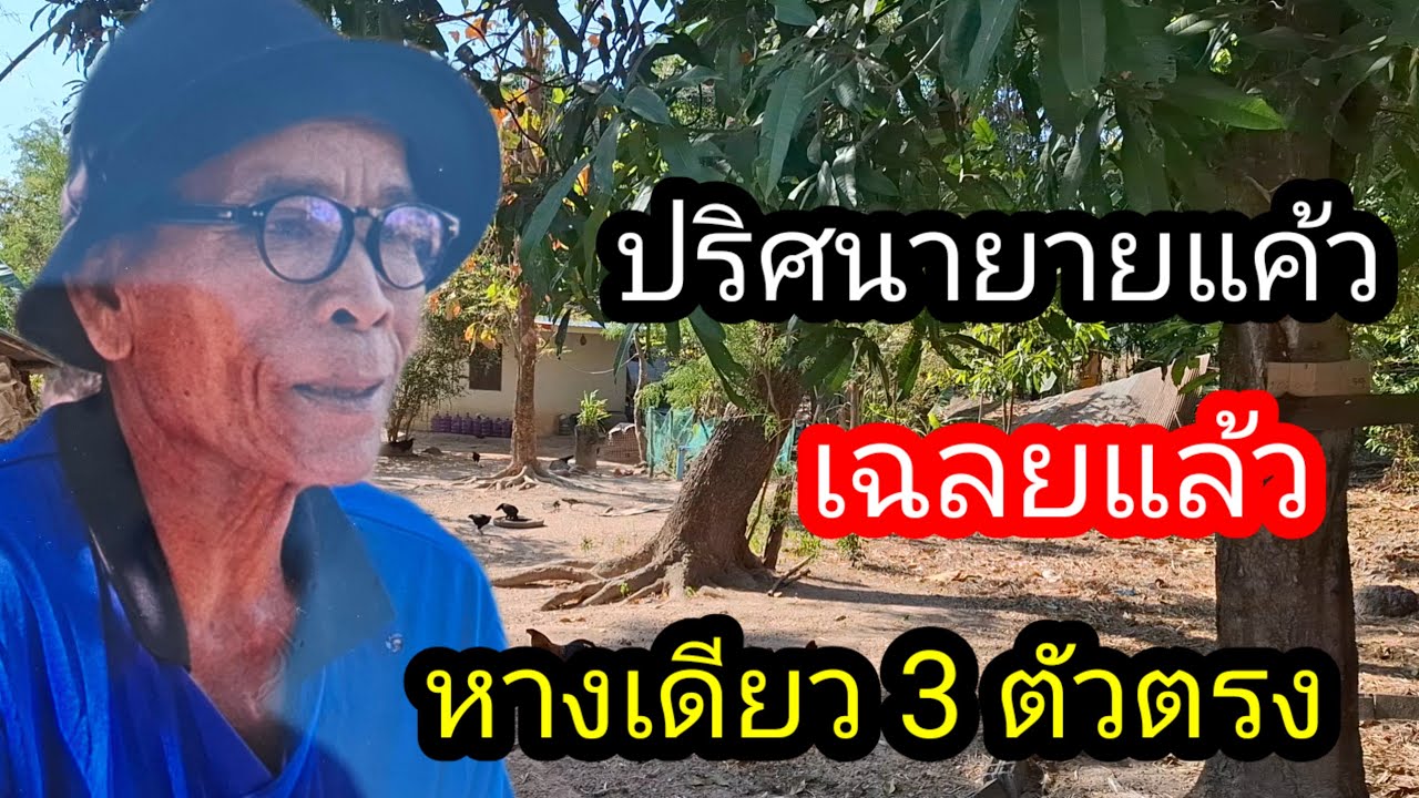พ่อไสวพารวย.. channel กำลังถ่ายทอดสด!พ่อจ่อยเฉลยแล้วเลขยายแค้วดำ