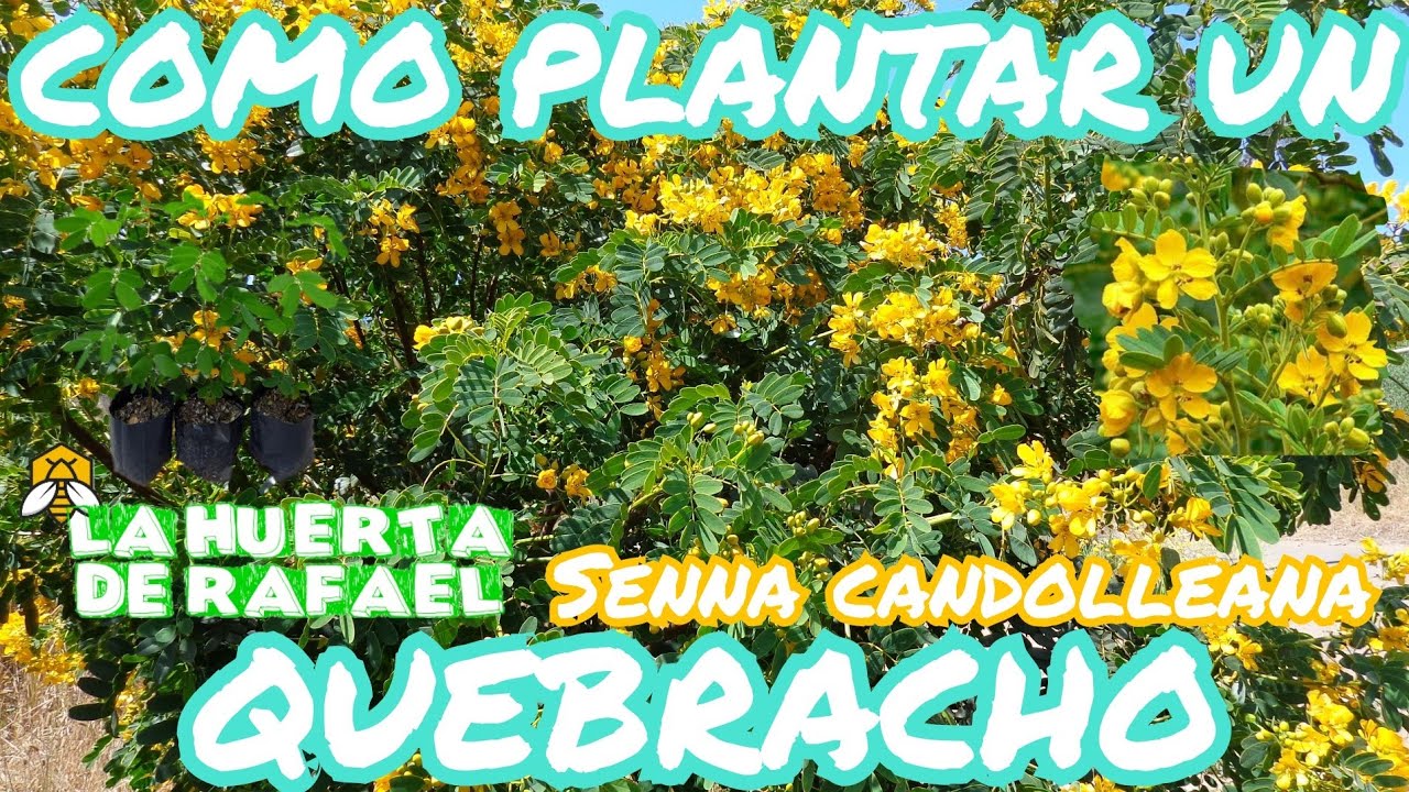 C&oacute;mo plantar un quebracho o alcaparra🇨🇱|&bull;|Senna candolleana||El cultivo del quebracho|&bull;|7MaTemporada