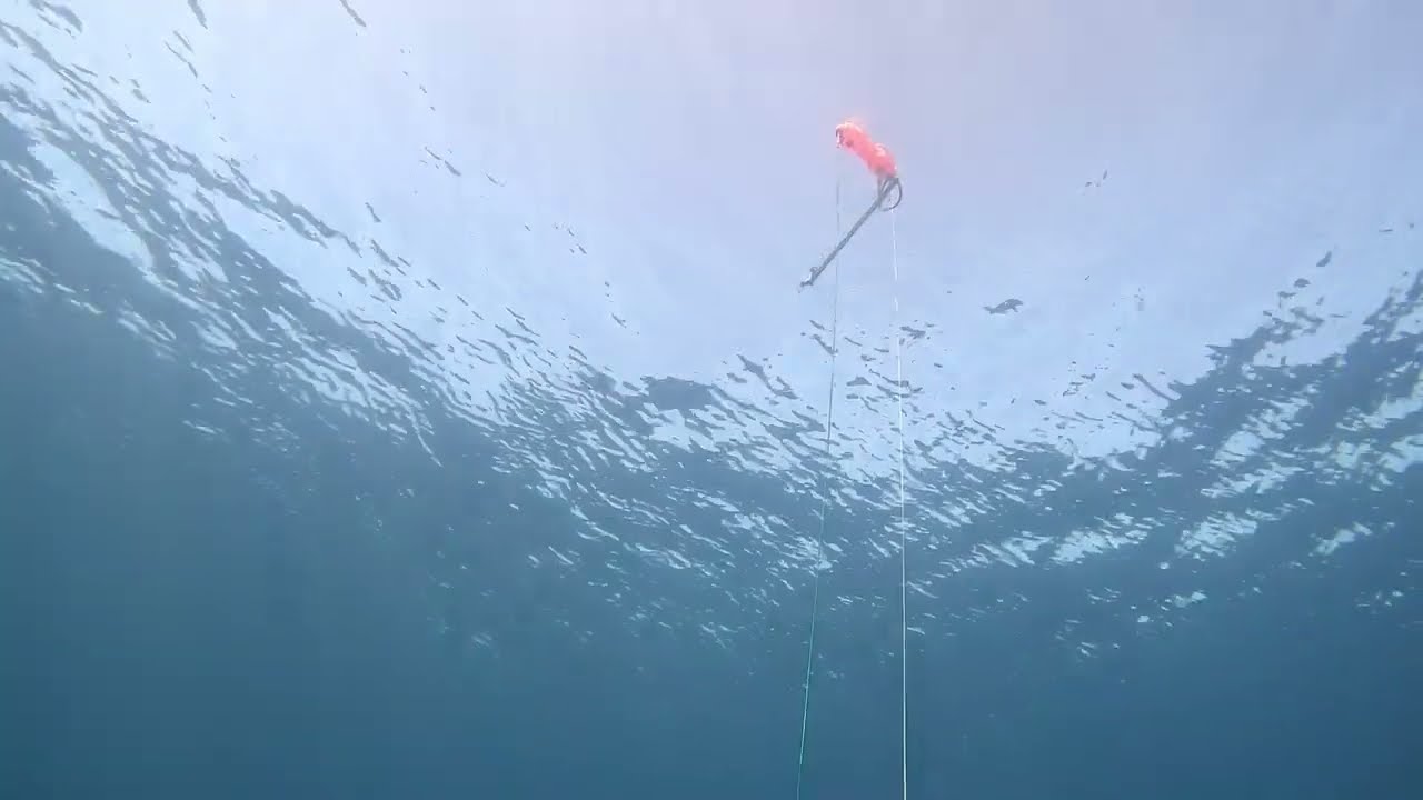 Pesca Submarina/Spearfishing La Palma🇮🇨-Abade. 