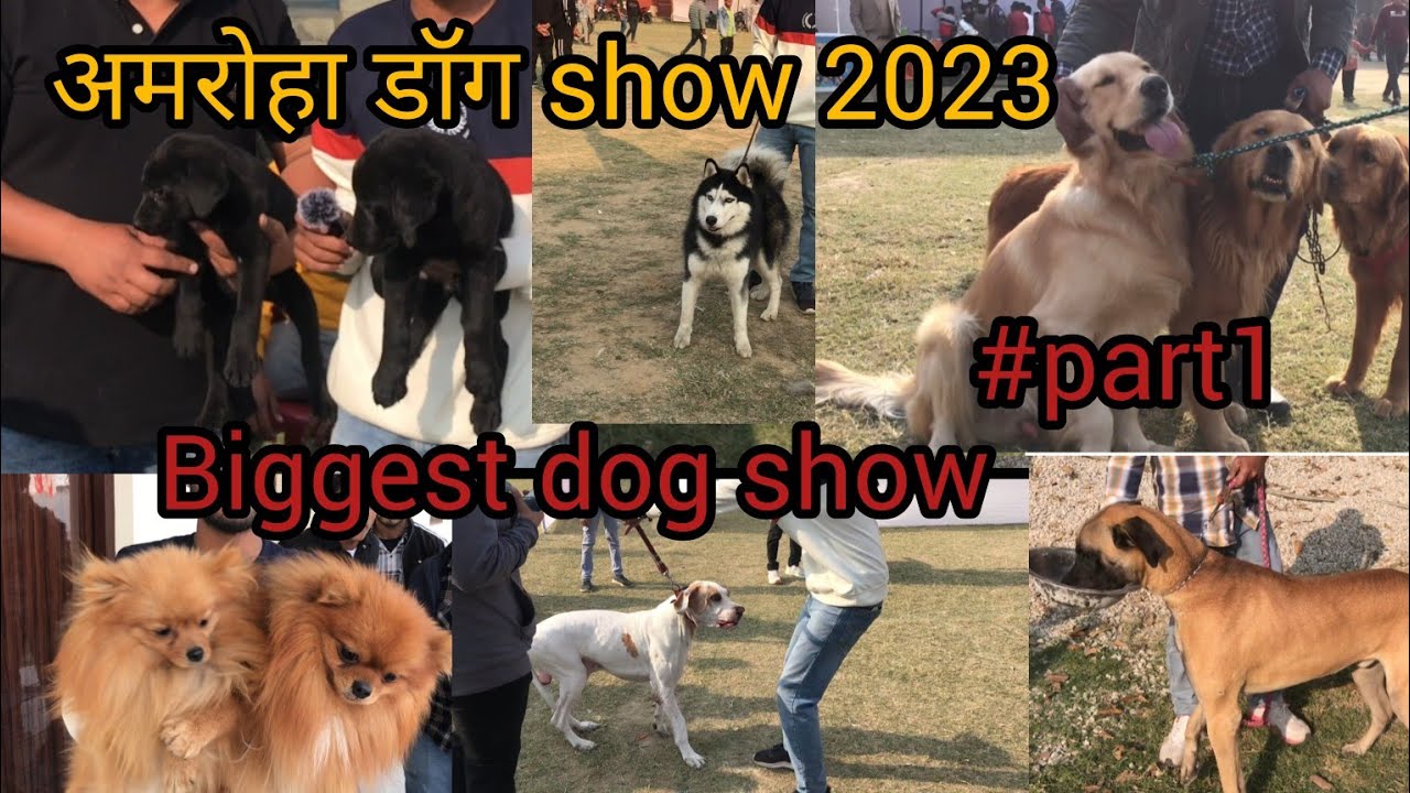 All breeds dog show । cheapest dog market in India । Amroha dog show @Dogexpres
