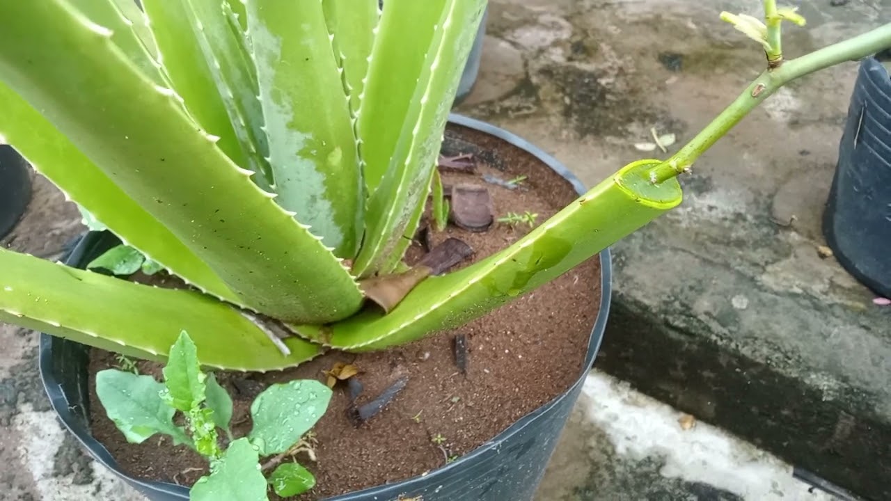 Giâm cành hoa hồng thành công 100% trên cây nha đam