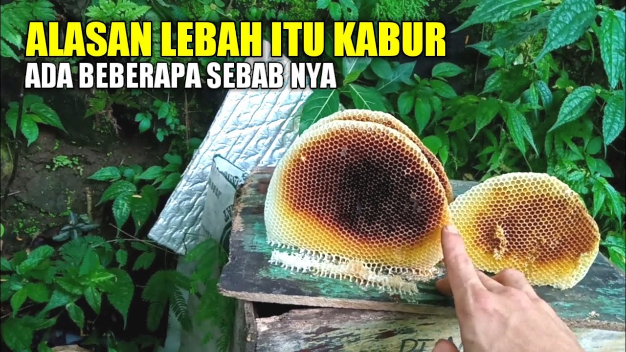 Alasan dan penyebab si lebah kabur dari kotak