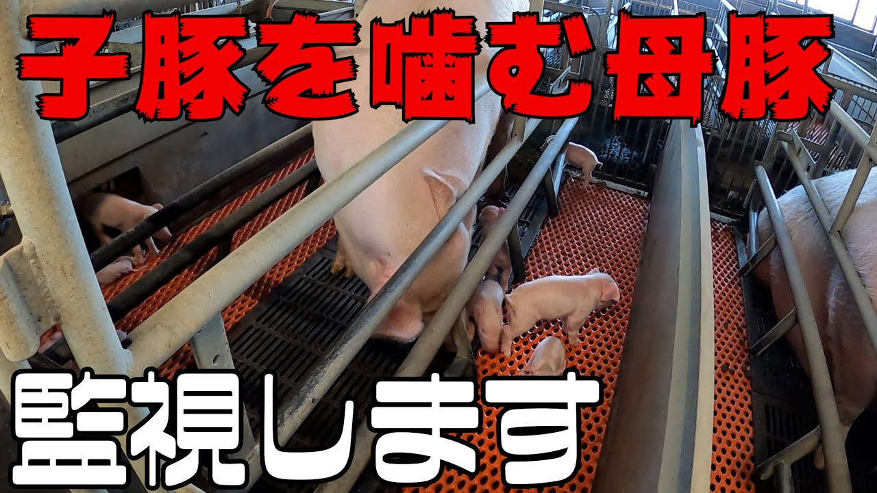 子豚を噛む親豚監視