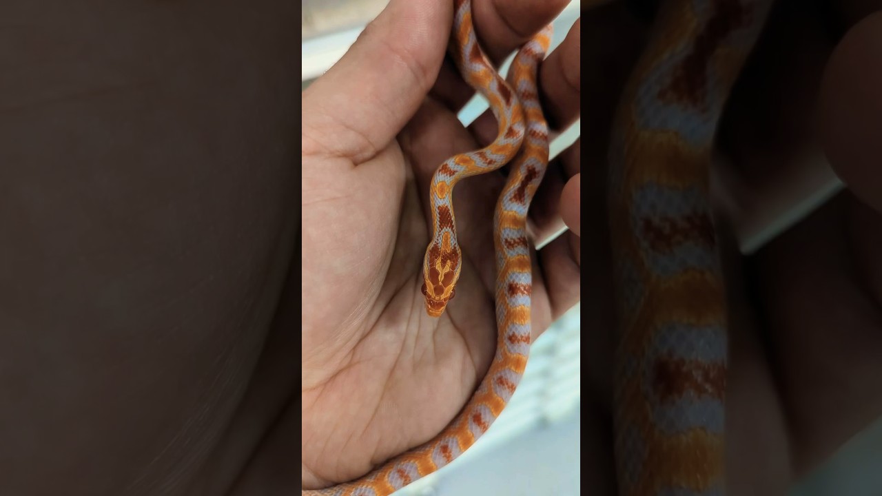 EXTREME! This ERO (Extreme Reverse Okeetee) Corn Snake shows how impressive selecting breeding is!