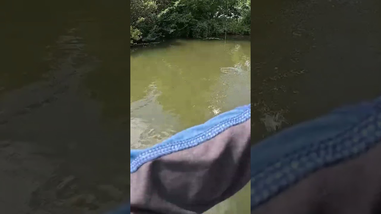 peche de la perche  #fishing #fish #peche #perch