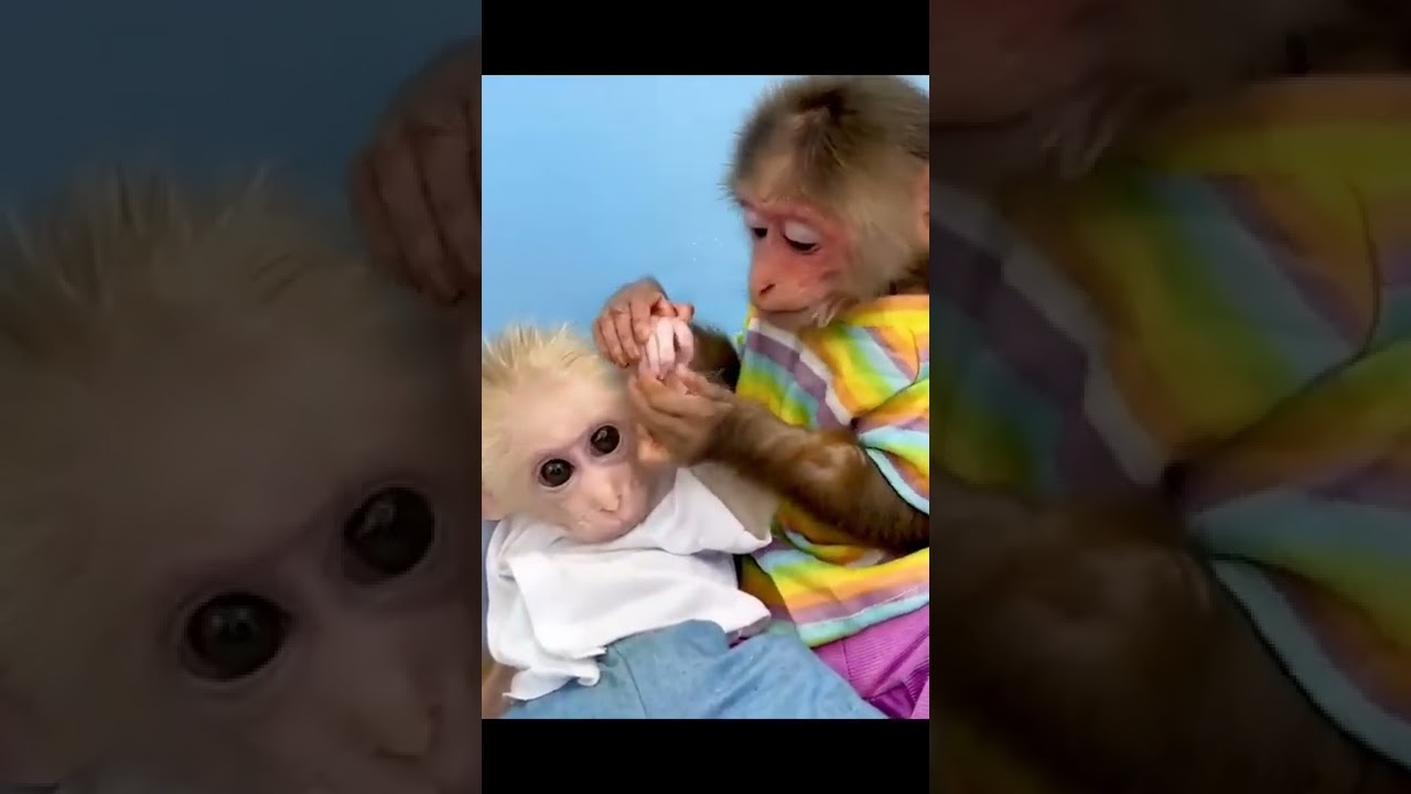 monkey father takes care of baby monkey🙈🙊😄subscribe for more