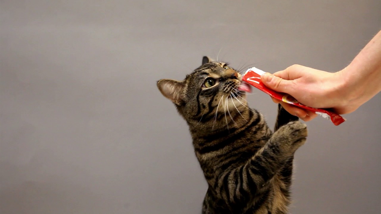 Cats Go Crazy for Hartz Delectables&reg; SqueezeUp&trade; Treats, the First Interactive Wet Cat Treat