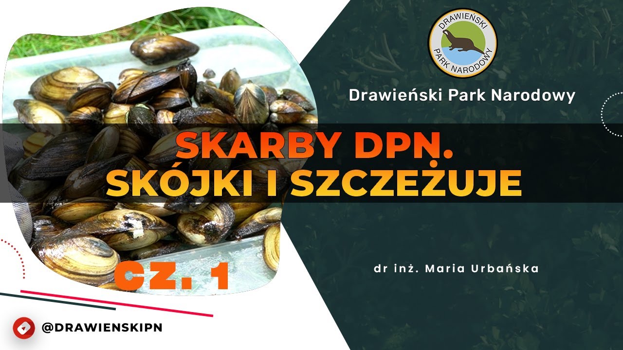 Podcast #63 - Skarby DPN. Skójki i szczeżuje, cz. 1