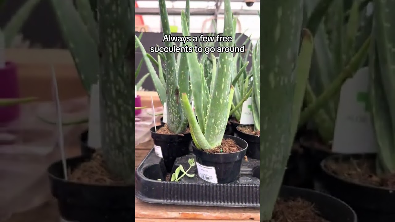 Any free plants from Home Depot? 