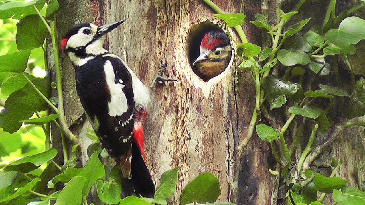 Great Spotted Woodpecker Feeding Chicks 2017